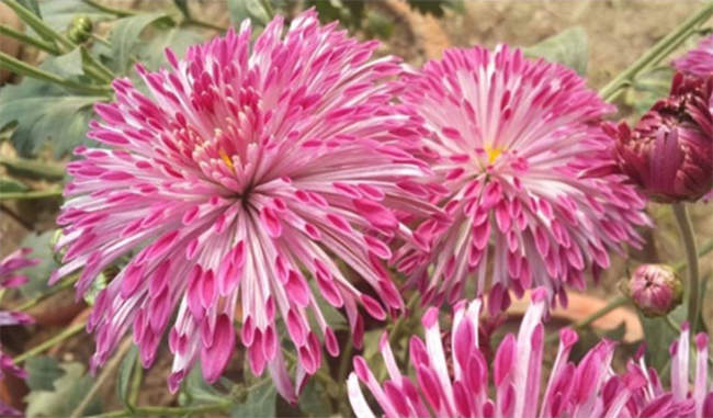 shekhar-a-late-blooming-variety-of-chrysanthemum-released
