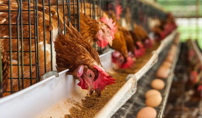 know-how-to-start-poultry-farm-in-hindi