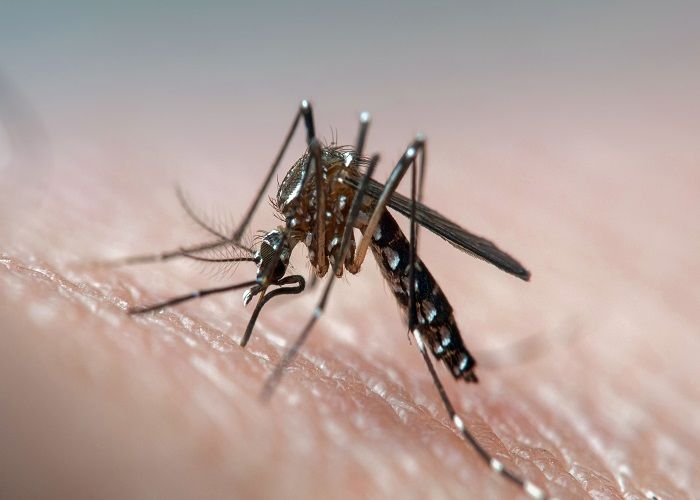 स्वास्थ्य मंत्रालय ने कोविड-19 के साथ डेंगू, मलेरिया जैसी मौसमी बीमारियों के प्रबंधन के लिए जारी की गाइडलाइन्स