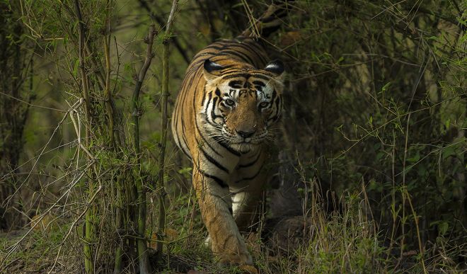 Dudhwa Tiger Reserve