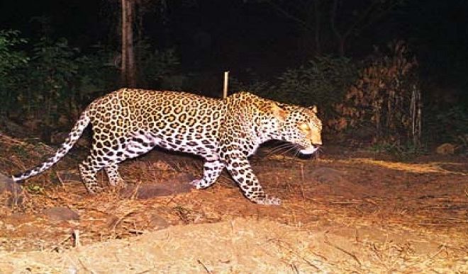 Leopard attacked sleeping girl