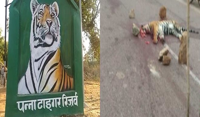 Tiger killed in Panna Tiger Reserve