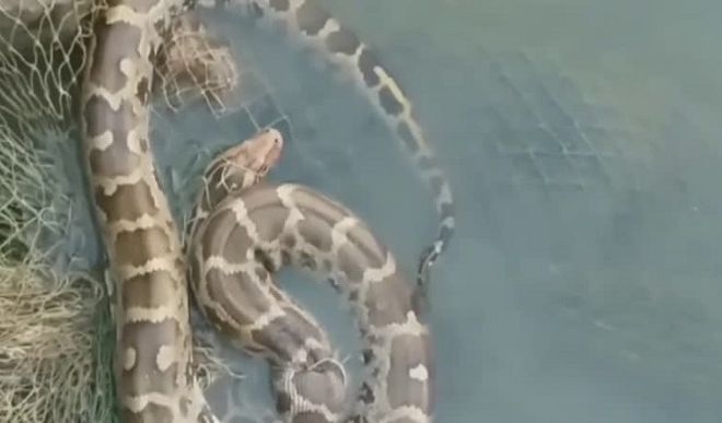 python trapped in the trap 