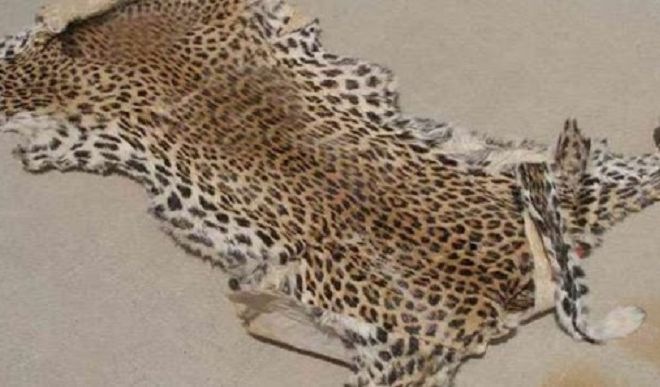 Two people with leopard skin arrested 