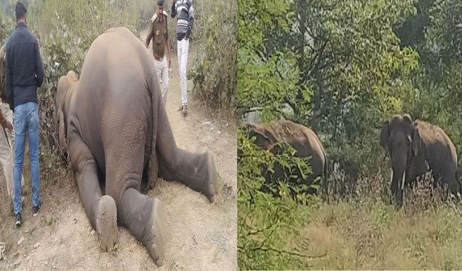 अपने साथी बलराम की मौत के बाद हिंसक हुआ हाथी राम, दो लोगों पर किया हमला