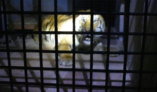 New tiger arrives in Bhopal