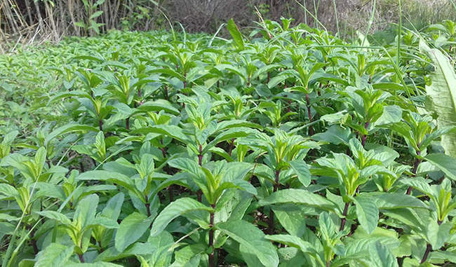 the-new-species-of-high-yielding-mentha-is-sim-unnati