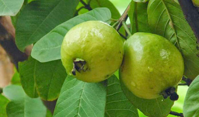 health-benefit-of-guava-leaves