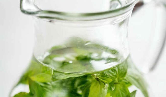 know-the-benefits-of-basil-water-in-hindi