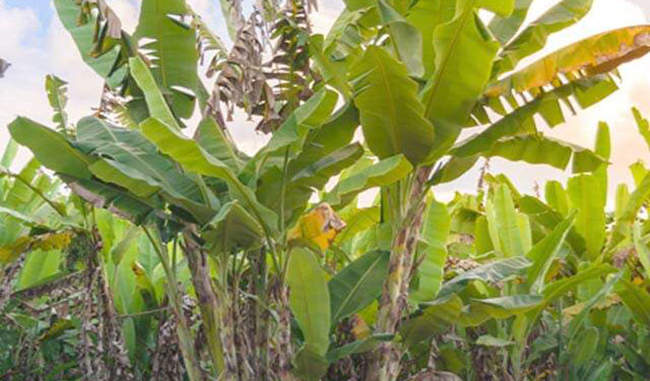 this-technique-can-be-effective-in-separating-fibers-from-banana-plants