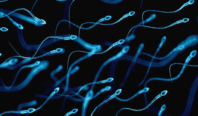  sperm motility