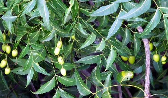 neem leaves