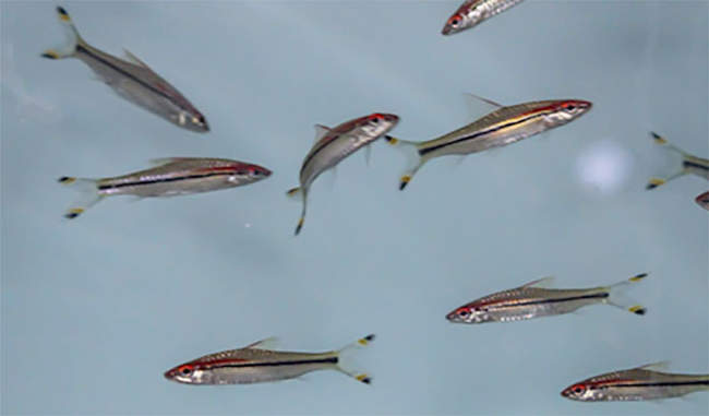 scientists-find-out-how-fishes-swim-together