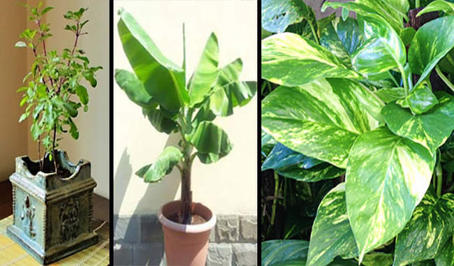 do-you-know-which-plant-is-auspicious-or-inauspicious-in-home