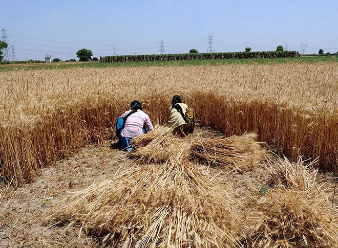 गेहूं की फसल काटते हुए अन्नदाता