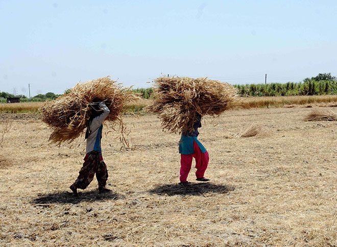 गेहूं की फसल काटते हुए अन्नदाता