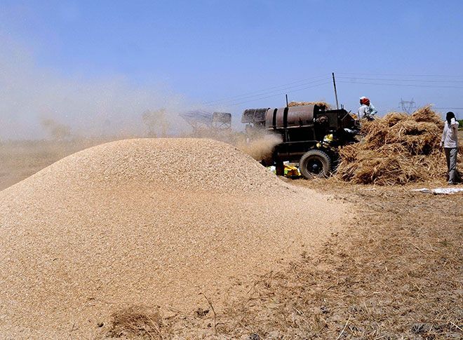 गेहूं की फसल काटते हुए अन्नदाता