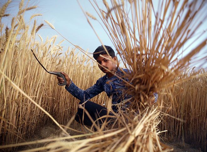 गेहूं की फसल काटते हुए अन्नदाता
