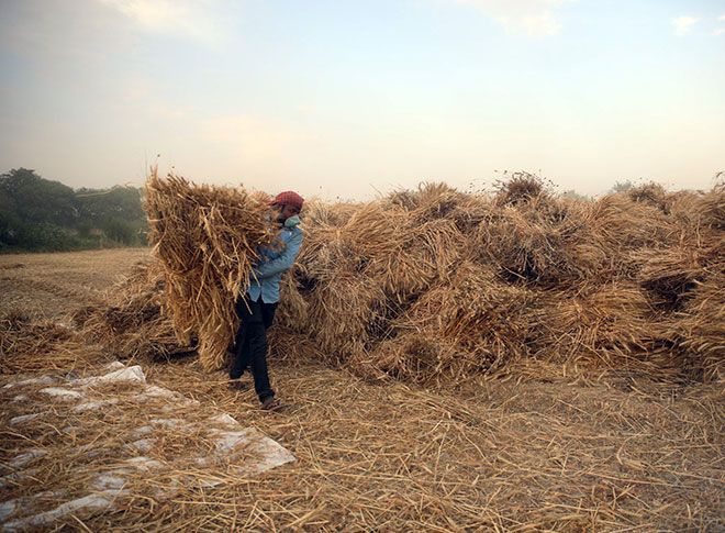 गेहूं की फसल काटते हुए अन्नदाता