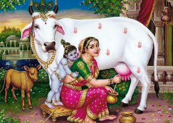 समस्त वास्तुदोषों का निवारण करेगी गाय, वास्तुशास्त्र से गाय का अनोखा सम्बन्ध जानिए कैसे