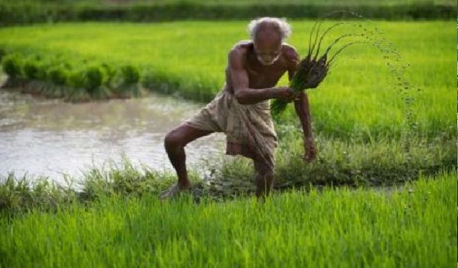 महाराष्ट्र में उचित दाम न मिलने पर किसान ने एक एकड़ फसल नष्ट की