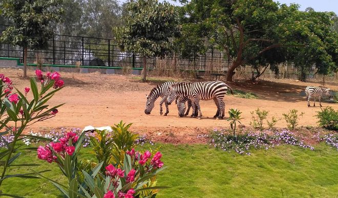 Bengaluru zoo Bengaluru zoo