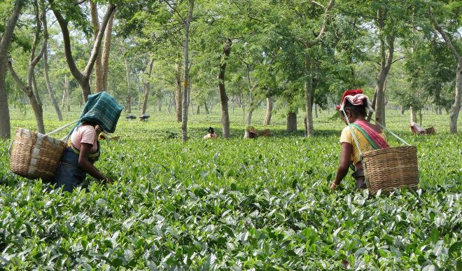लॉकडाउन की वजह से असम और बंगाल में चाय उद्योग को हुआ 2,100 करोड़ का नुकसान !