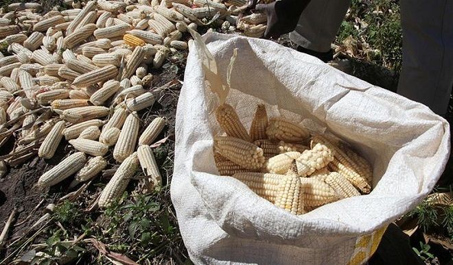 maize farmers
