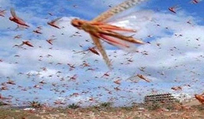 Locust attack