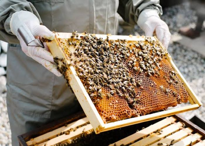 शहद का व्यापार करने के लिए मधुमक्खी पालन व्यवसाय की करें शुरुआत, कम लागत  में होगी अच्छी कमाई