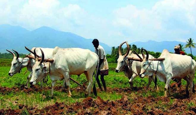 agricultural sector