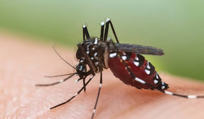 Dengue in mp