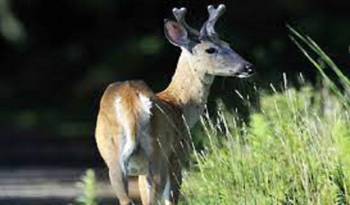 White tailed deer found to be huge reservoir of coronavirus infection