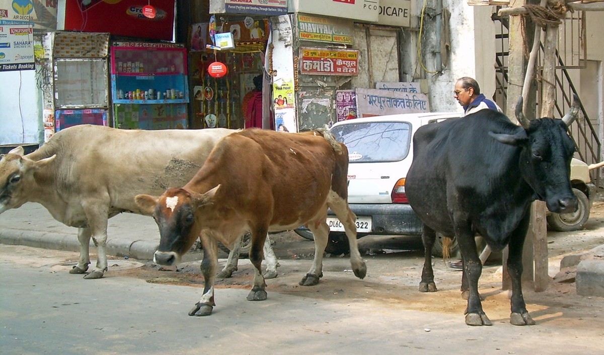 uttar pradesh cow ambulance 