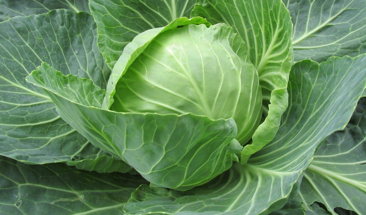 myths and facts about cabbage