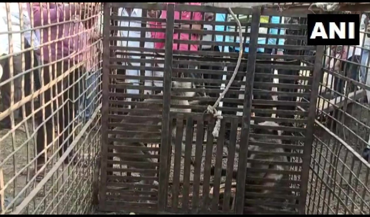 Forest dept traps two monkeys after deaths of puppies reported Forest dept traps two monkeys after deaths of puppies reported