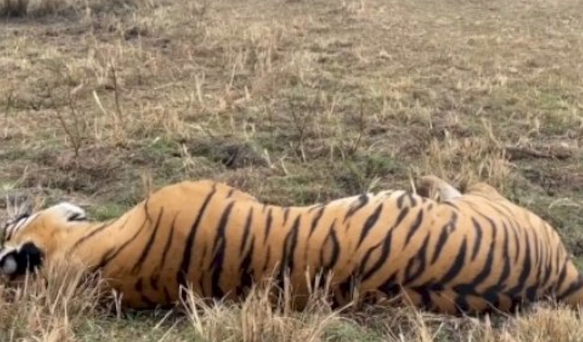 Tiger deaths in mp
