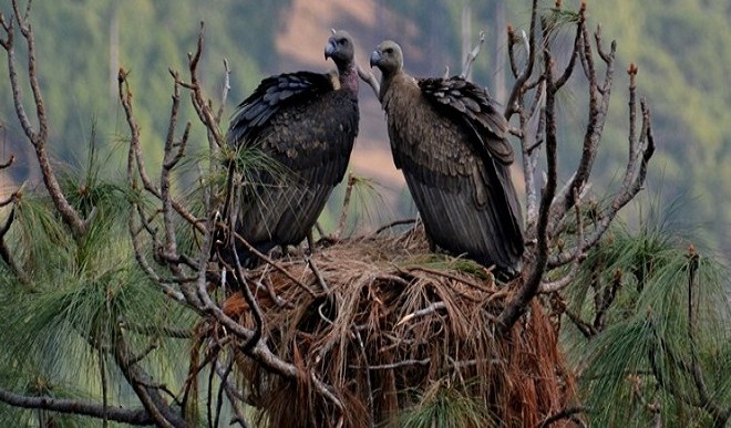 Vulture count