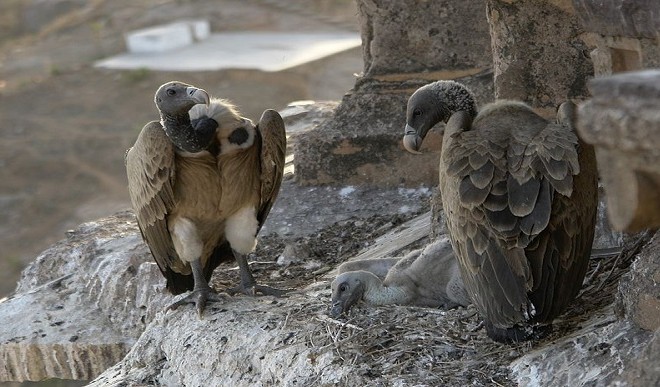 Number of vultures increased