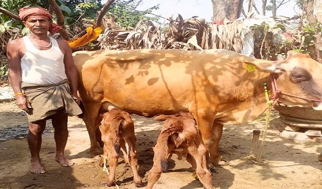 कुदरत का करिश्मा, बेगूसराय में गाय ने एक साथ दो बछियों को दिया जन्म