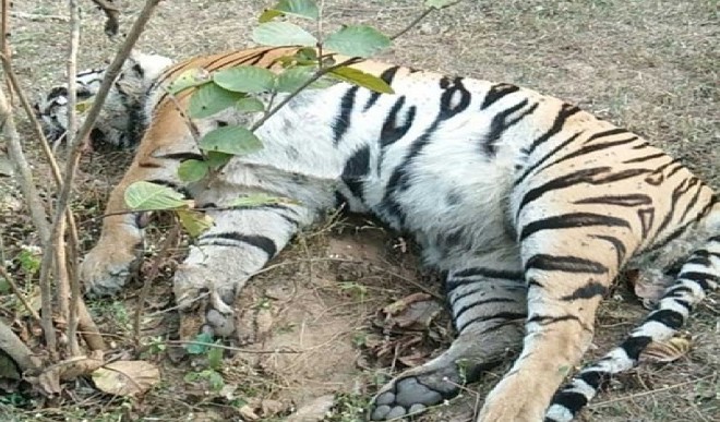 करेंट लगाकर बाघ की हत्या कर शव फेंका, 03 आरोपी गिरफ्तार कर भेजे गए जेल