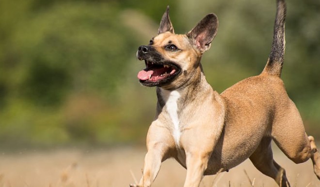Poland plans pensions for dogs Poland plans pensions for dogs