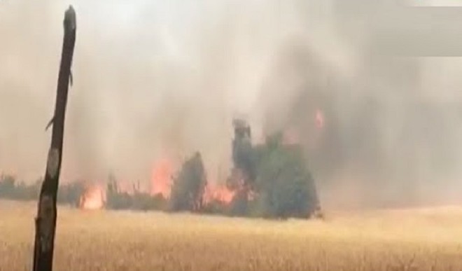 100 acres of wheat crop burnt