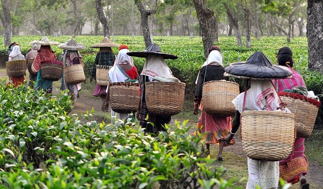 Tea workers 