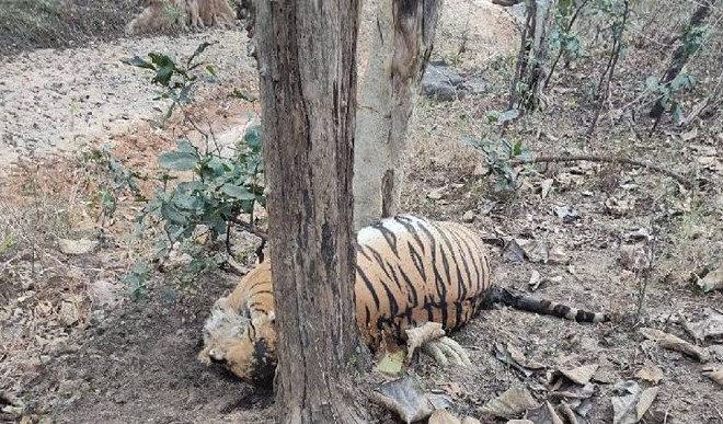 Bandhavgarh Tiger Reserve