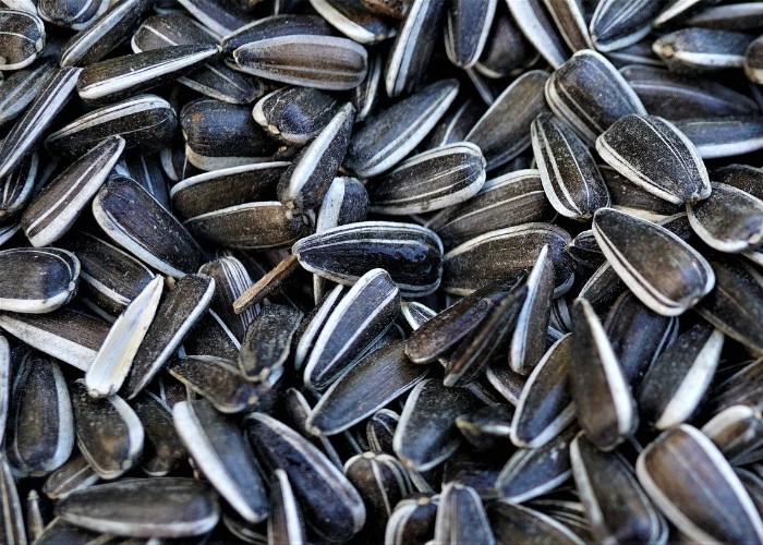 Sunflower seeds are of great use for women, these problems are overcome by daily consumption