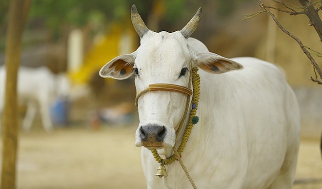 indian cow indian cow