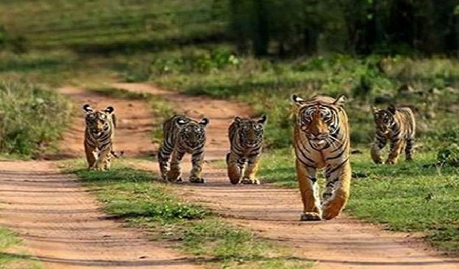 बांधवगढ़ टाइगर रिजर्व क्षेत्र में बाघों की नई पीढ़ी में हो रही बढ़ोत्तरी