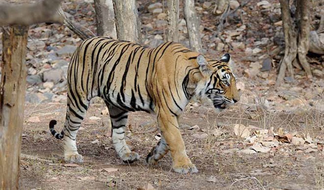 जब अभ्यारण्य के बाघ कोरोना से संक्रमित हो रहे हैं तो पालतू पशु भी हो सकते हैं