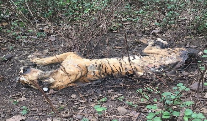 Male tiger carcass found